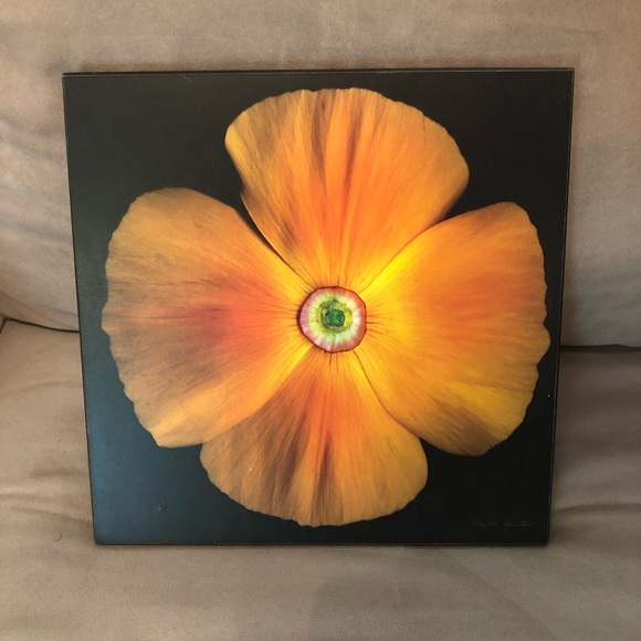 Other - Orange Flower- Wall Art 🖼 Picture